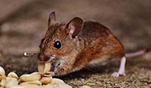 24 Hour & Emergency Exterminators in Fort Lyon, CO